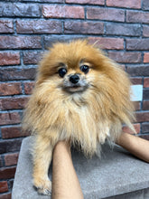 Pomeranian